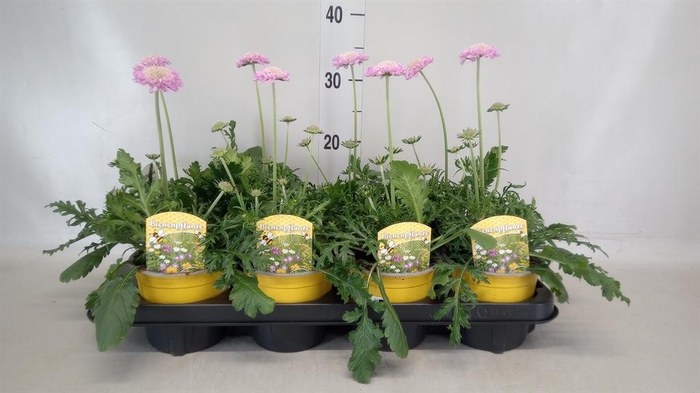 <h4>Scabiosa columb. 'Butterfly Blue'</h4>