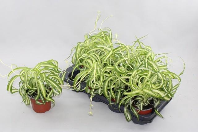 <h4>CHLOR COM BONNIE</h4>