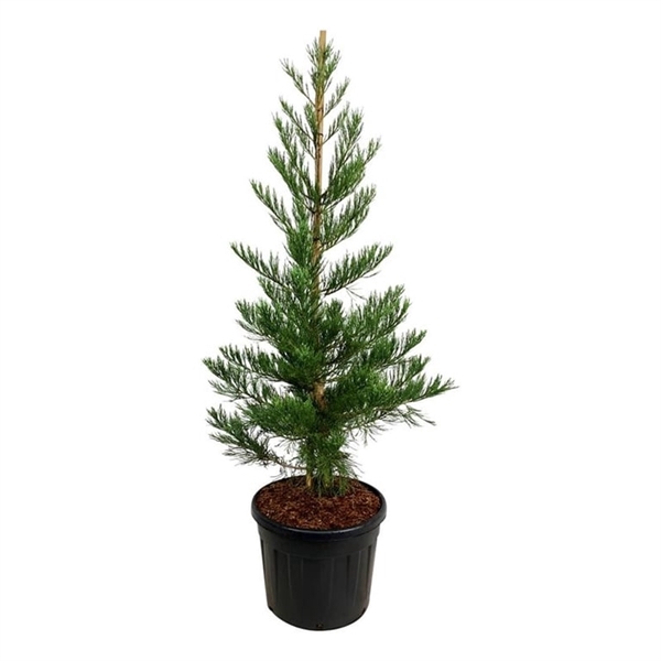 <h4>Sequoiadendron g. 'Powdered Blue'</h4>