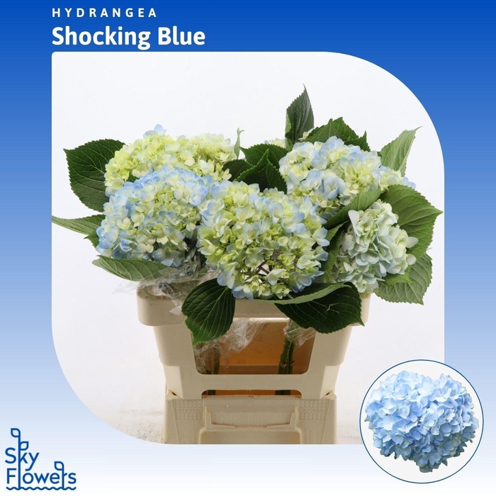 <h4>Hydrangea Shocking Blue</h4>