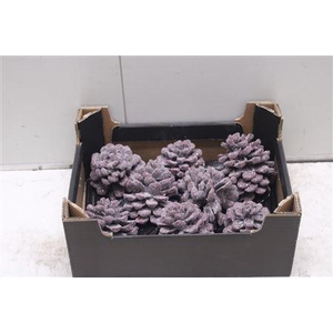 F-pinea Glitters Wijn Rood