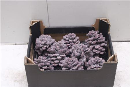 <h4>F-pinea Glitters Wijn Rood</h4>