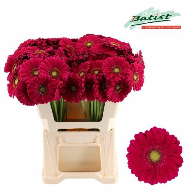 <h4>GE MI VIVIAN</h4>