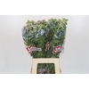 Oxypetalum Tweedia Blue