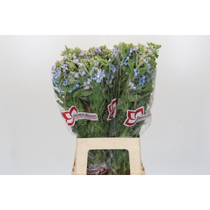 Oxypetalum Tweedia Blue