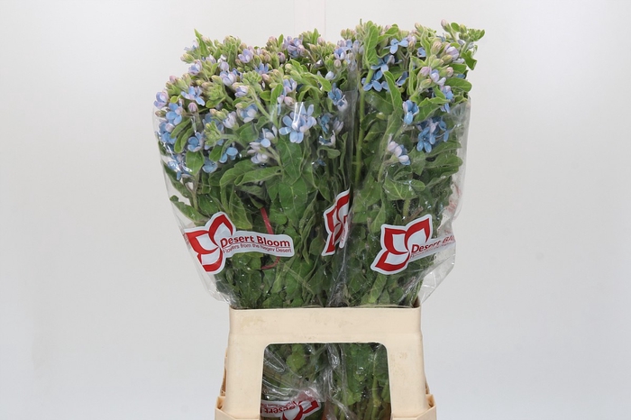 Oxypetalum Tweedia Blue