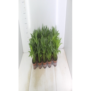 ARECA BAMBU P11
