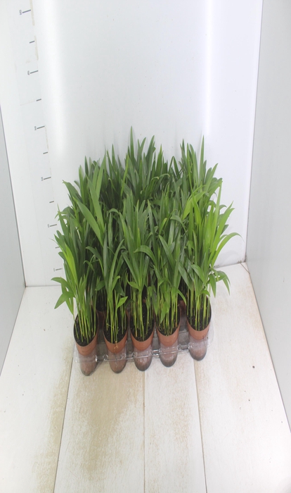 <h4>ARECA BAMBU P11</h4>