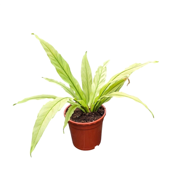 <h4>Anthurium Scorpion Mint</h4>