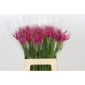 Nerine Favoriet