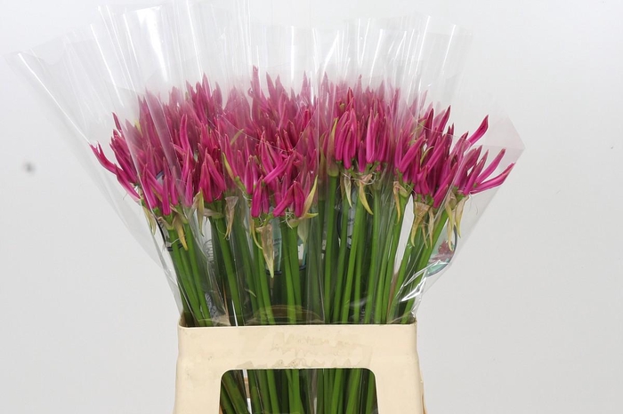 <h4>Nerine Favoriet</h4>
