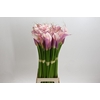Zantedeschia Eydolls Purple Pink