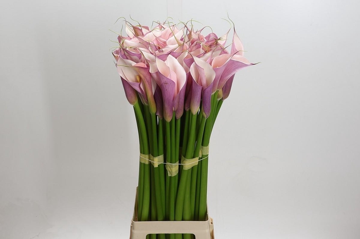 <h4>Zantedeschia Eydolls Purple Pink</h4>