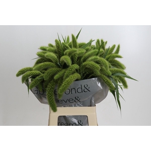 SETARIA IT VOLL MELK