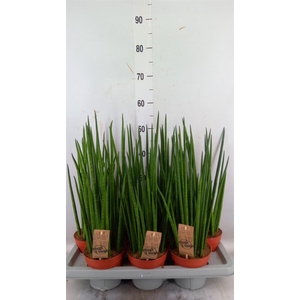 Sansevieria bacularis