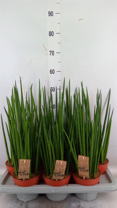 <h4>Sansevieria bacularis</h4>