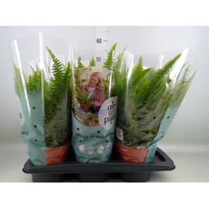 Nephrolepis exal. 'Green Lady'