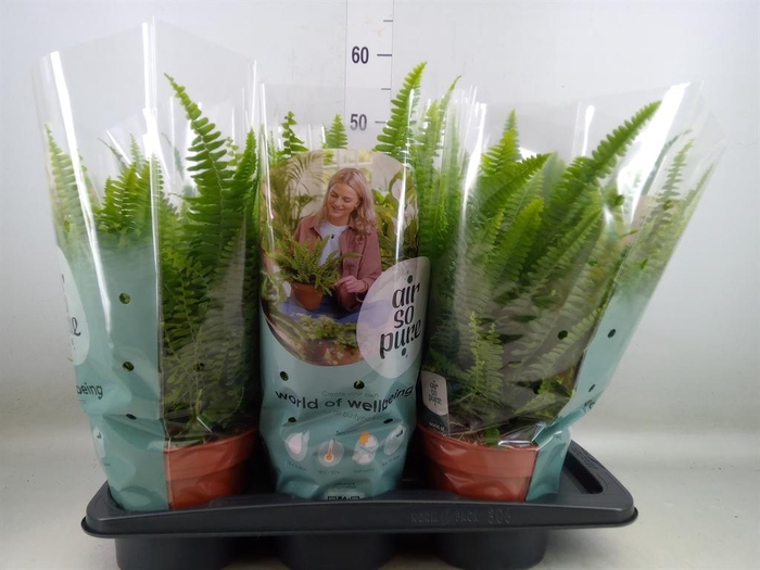 <h4>Nephrolepis exal. 'Green Lady'</h4>