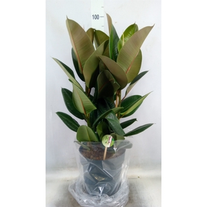 Ficus elastica 'Robusta'