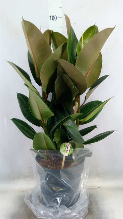<h4>Ficus elastica 'Robusta'</h4>