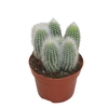 Cleistocactus Straussi