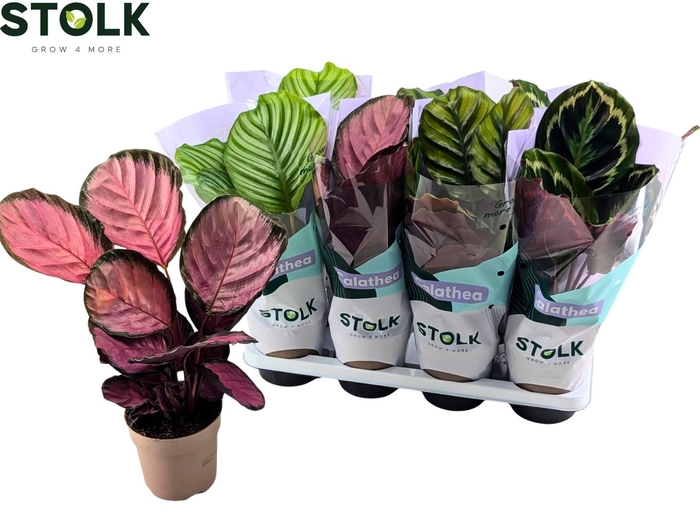 <h4>CALAT GEM 4 SRT</h4>