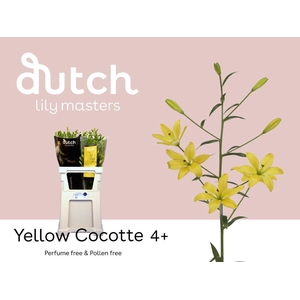 LI AS YELLOW COCOTTE% 4+