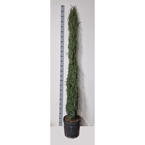 CUPRES SEMPERVIRENS