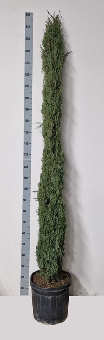 <h4>CUPRES SEMPERVIRENS</h4>