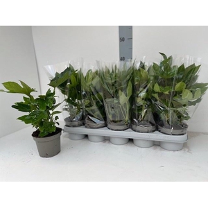 FATSIA OV