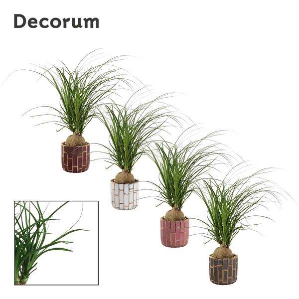 <h4>Nolina recurvata</h4>