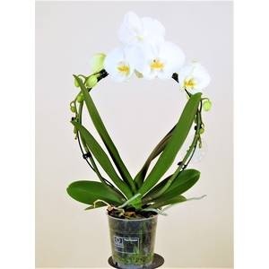 Spiegelboog Wit 2 Tak