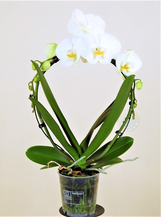 <h4>Spiegelboog Wit 2 Tak</h4>