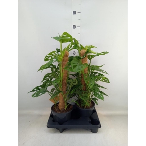 Monstera obliqua 'Monkey Mask'