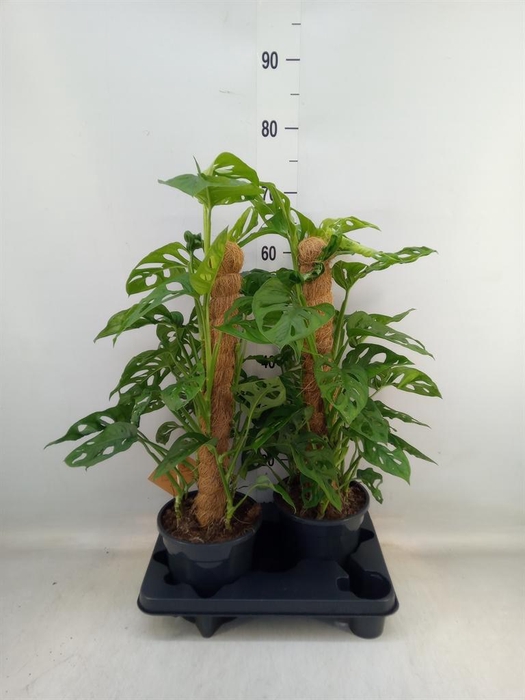 <h4>Monstera obliqua 'Monkey Mask'</h4>