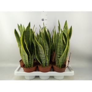 Sansevieria trifa. 'Laurentii'