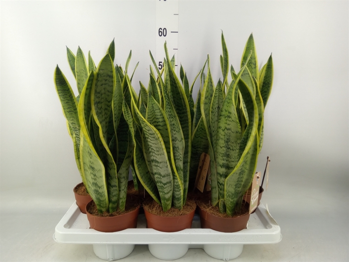 <h4>Sansevieria trifa. 'Laurentii'</h4>