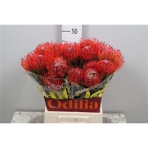 Leucospermum cord. 'Tango'