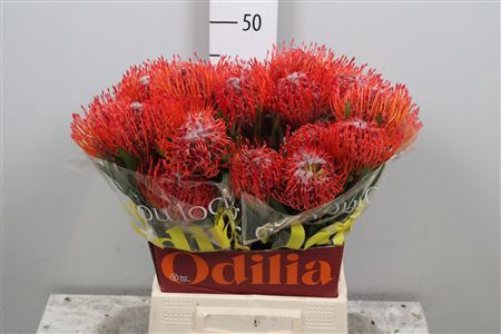 <h4>Leucospermum cord. 'Tango'</h4>