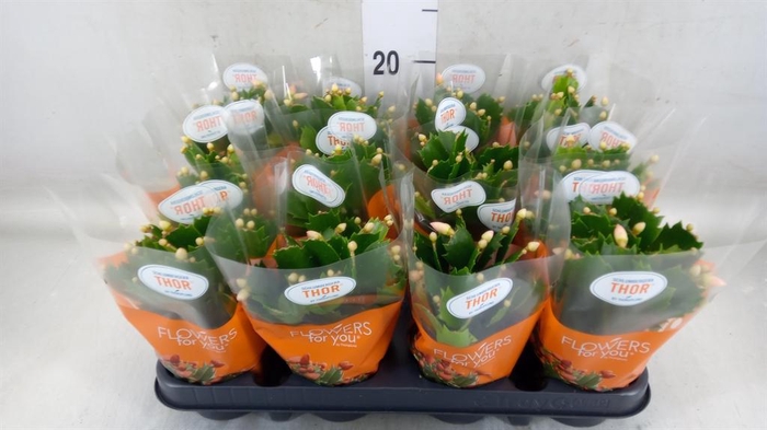 <h4>Schlumbergera ...</h4>