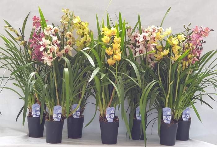 <h4>4/5 tak gem</h4>