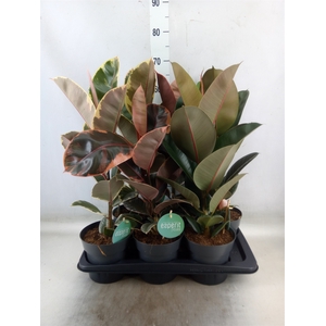 Ficus elastica   ...