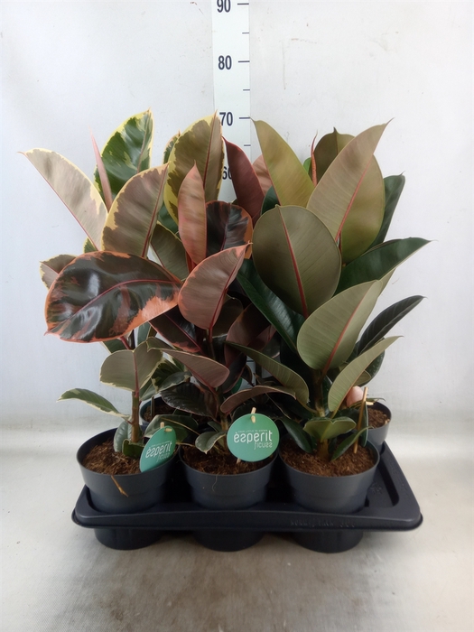 <h4>Ficus elastica   ...</h4>