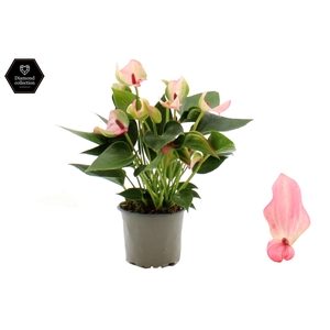 Anthurium 9 cm Matata in transparant sleeve