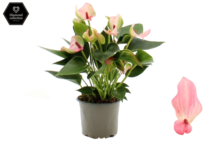 <h4>Anthurium 9 cm Matata in transparant sleeve</h4>