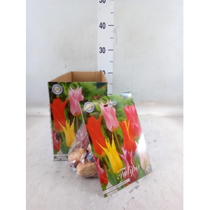 Tulipa   ...flowerbulbs