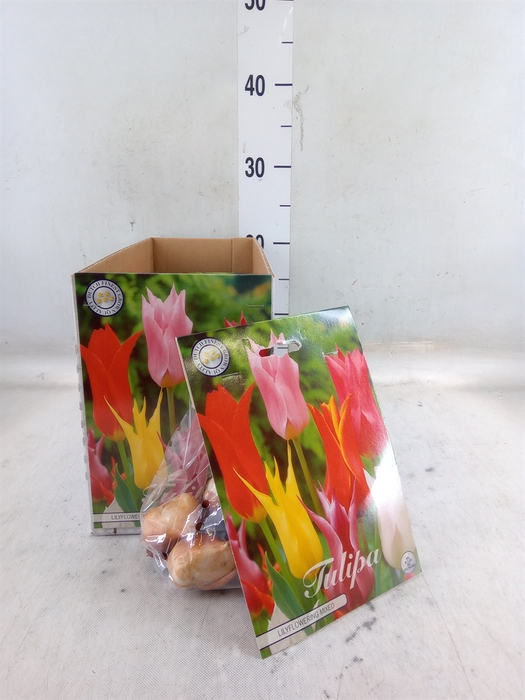 <h4>Tulipa   ...flowerbulbs</h4>