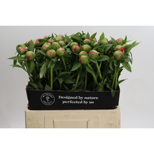 Paeonia Coral Charm