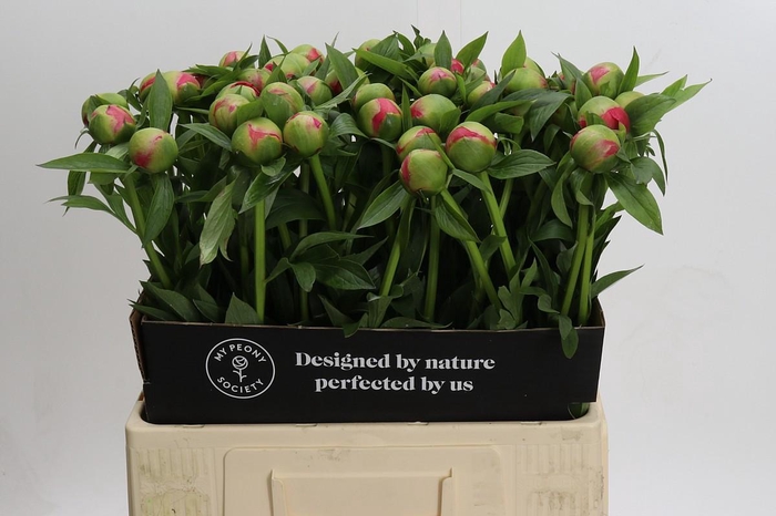 Paeonia Coral Charm