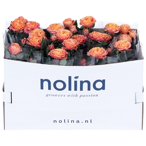 Nolina Roses Ø 13 cm Orange in box st. 1-2
